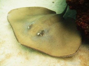Jenkins Stingray - we saw this one on our solo Navigation dive!