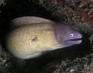 A White Eyed Moray Eel