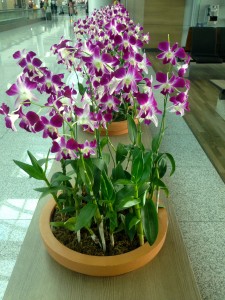 Look at these gorgeous orchids.