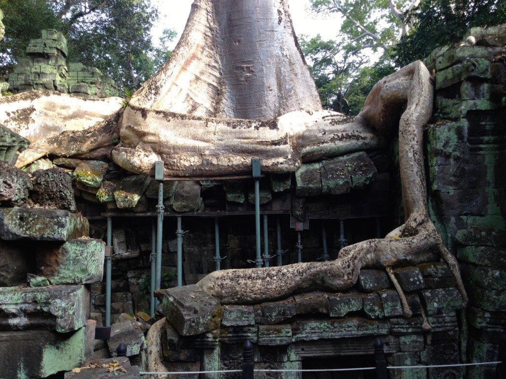 GIANT Tree Roots at Ta Prohm.