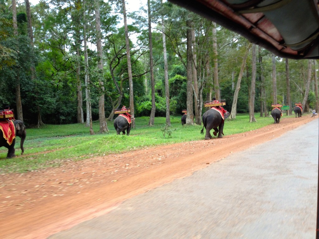 Elephants ROLL OUT. Snapped this photo of the massive elephant exodus for their lunch break.