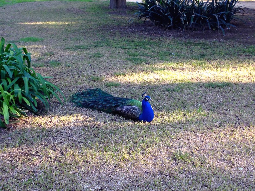 There was a family of Peacocks!