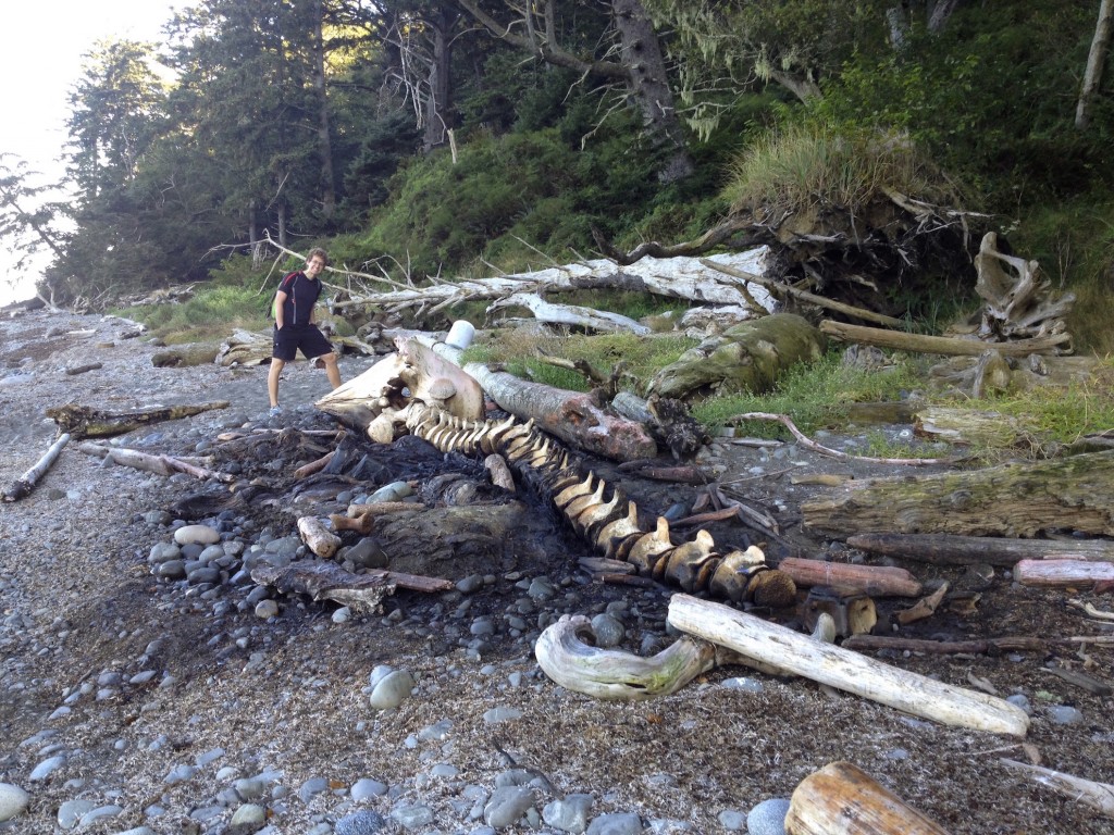 Reason Seattle is awesome #1: On this backpacking trip, we stumbled upon a whale skeleton on the beach!
